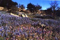 Texas Hill Country wild flowers, Copyright 2001, Christie Craig